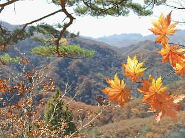 大小单双彩票app平台